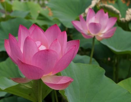 Ginekologia i położnictwo